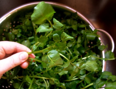 Watercress Pesto | HOMEGROWN KITCHEN