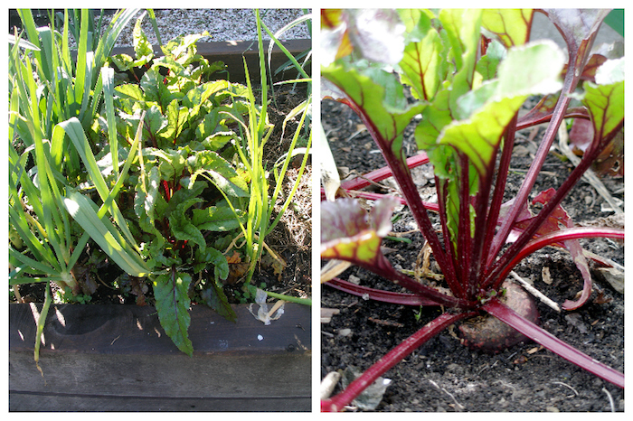 Beetroot Garden Collage