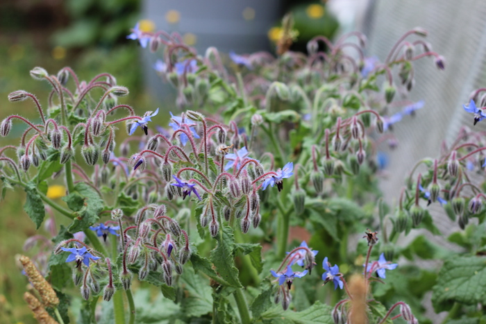Fragrant Garden Mulch