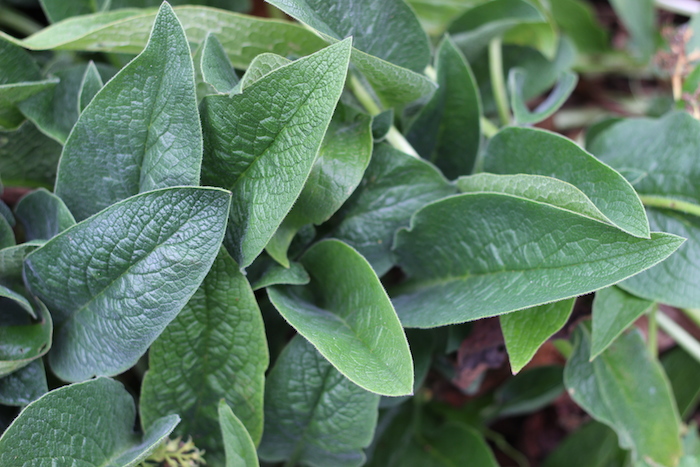 Fragrant Garden Mulch