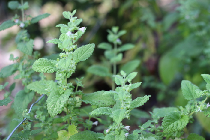 Fragrant Garden Mulch