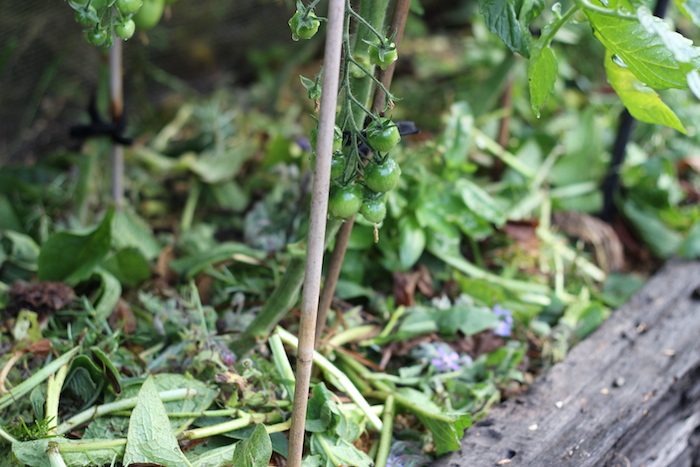 Fragrant Garden Mulch