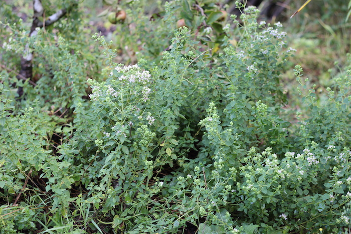 Fragrant Garden Mulch