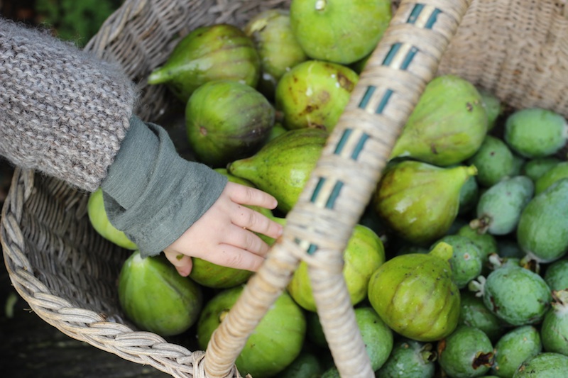 Slow-cooked Fig & Lemon Jam | Homegrown Kitchen by Nicola Galloway