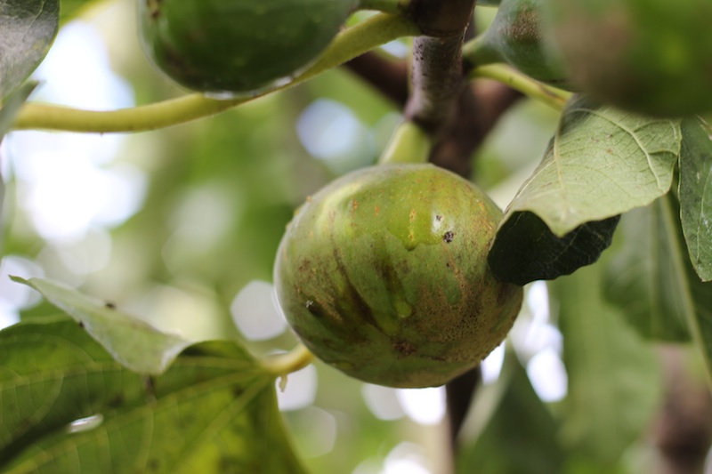 Slow-cooked Fig & Lemon Jam | Homegrown Kitchen by Nicola Galloway