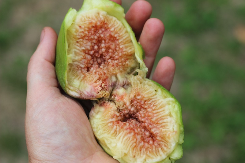 Slow-cooked Fig & Lemon Jam | Homegrown Kitchen by Nicola Galloway