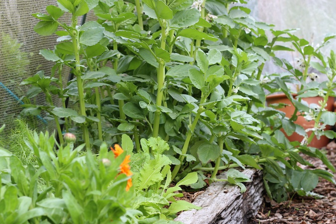 Garden / Homegrown Kitchen