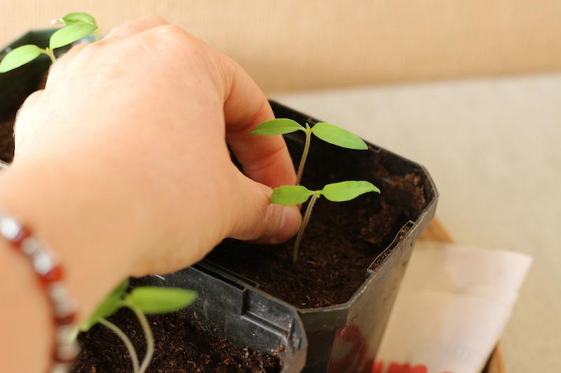 Sowing Seeds / Homegrown Kitchen