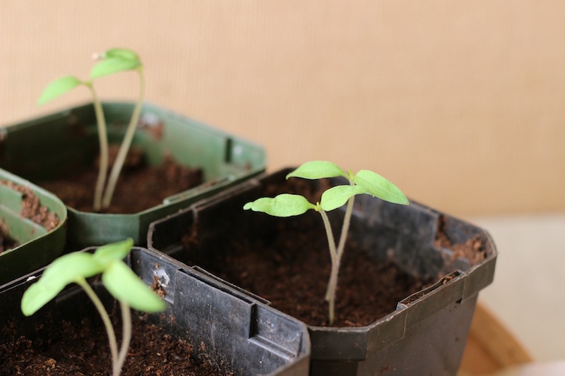 Sowing Seeds / Homegrown Kitchen