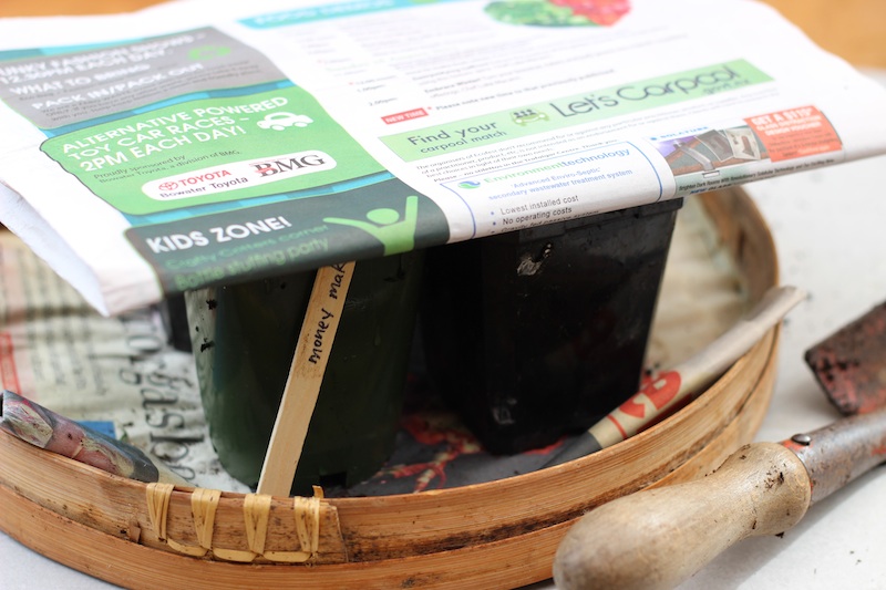 Sowing Seeds / Homegrown Kitchen