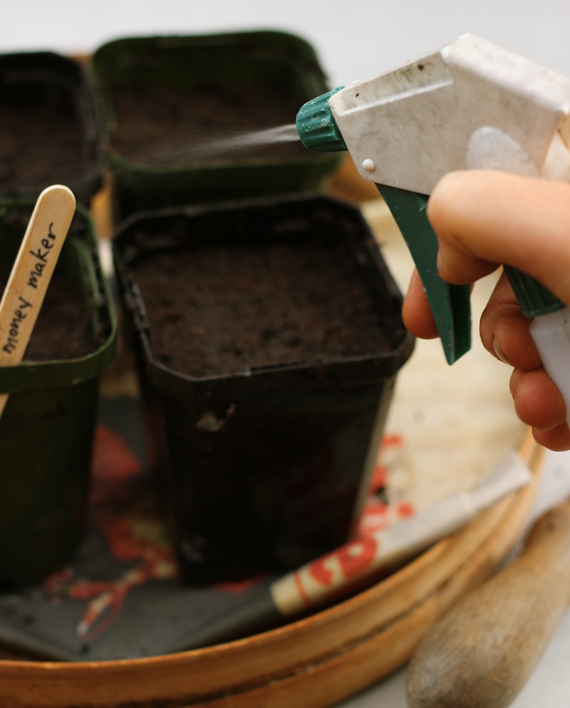 Sowing Seeds / Homegrown Kitchen
