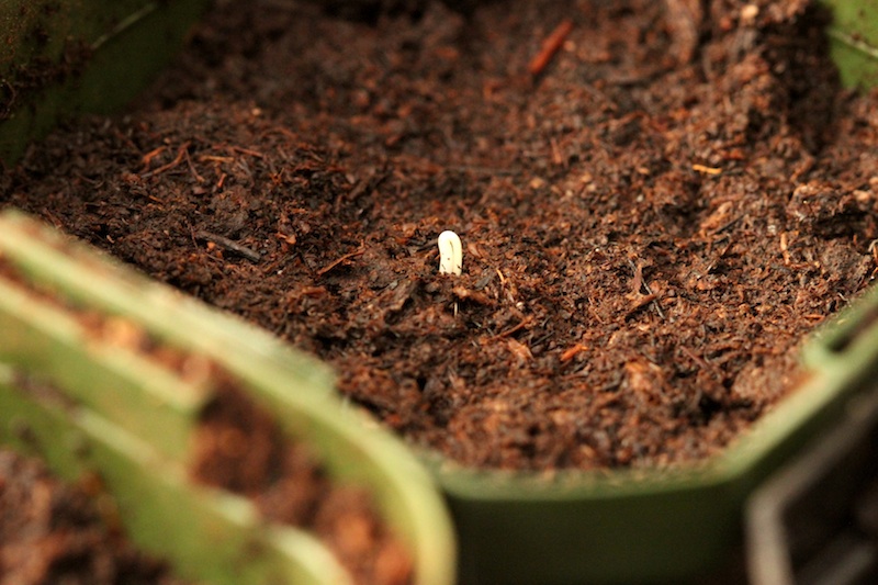 Sowing Seeds / Homegrown Kitchen