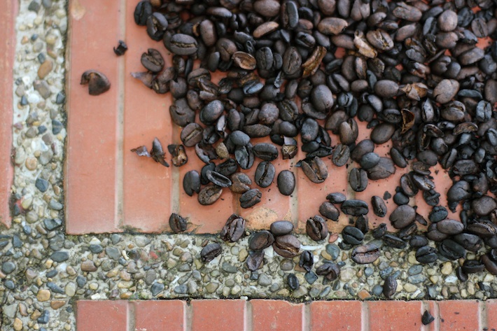 Roasting Coffee / Homegrown Kitchen