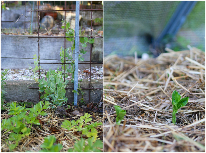 Winter Garden | HOMEGROWN KITCHEN