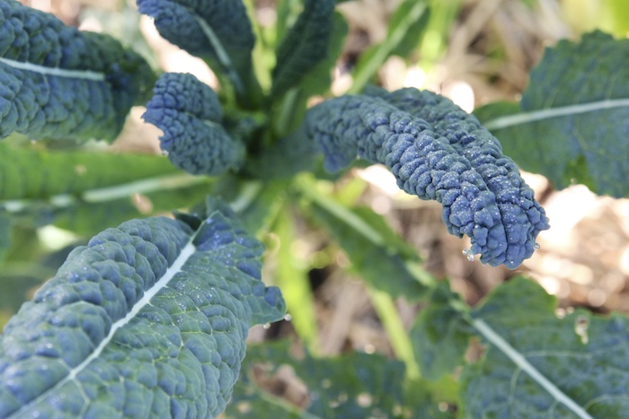Cavolo Nero Kale Chips | HOMEGROWN KITCHEN