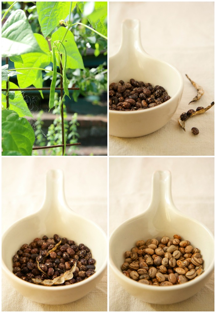 Smokey Lunch Beans w/ Sage | HOMEGROWN KITCHEN