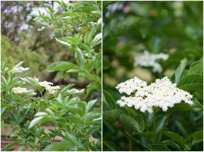 Elderflower Infused Honey | HOMEGROWN KITCHEN