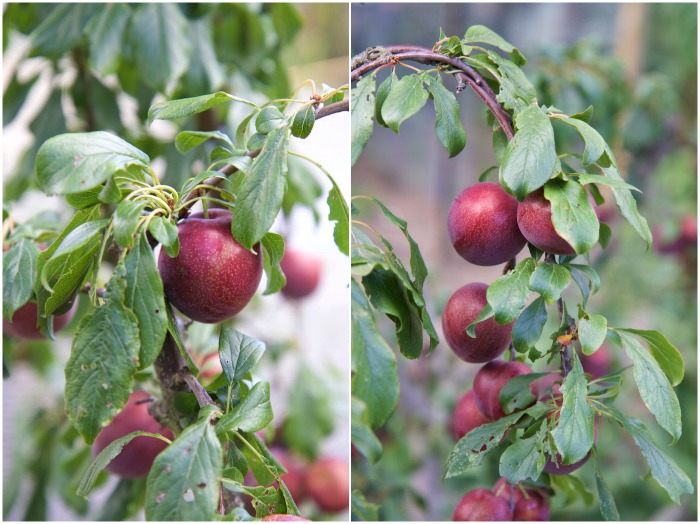 Cane Sugar-free Omega Plum Jam | HOMEGROWN KITCHEN