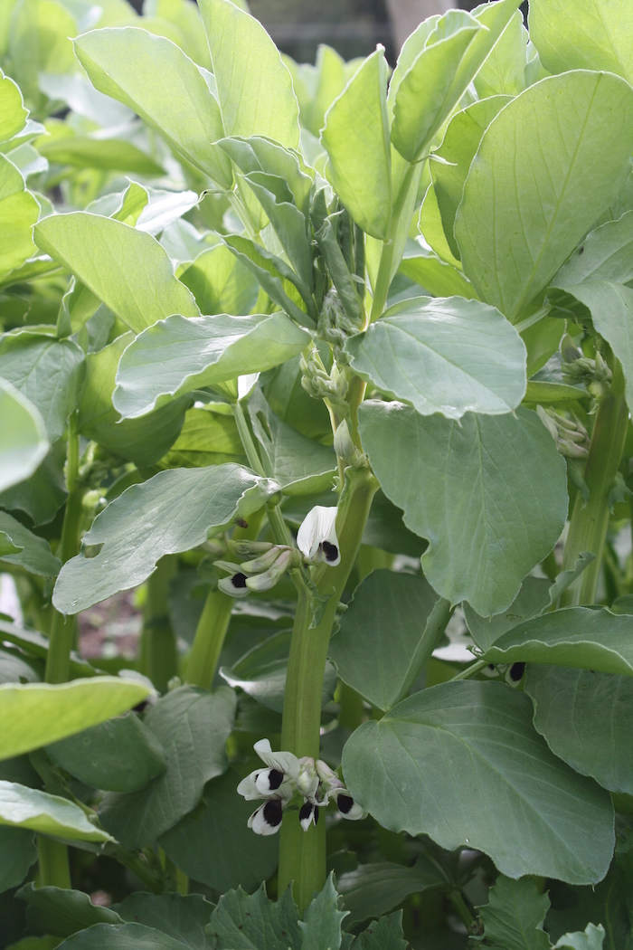 Broadbeans | Homegrown Kitchen