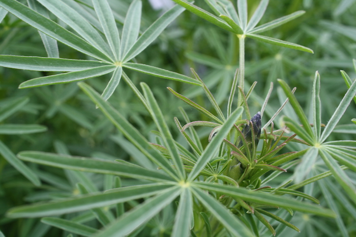 Lupin | Homegrown Kitchen