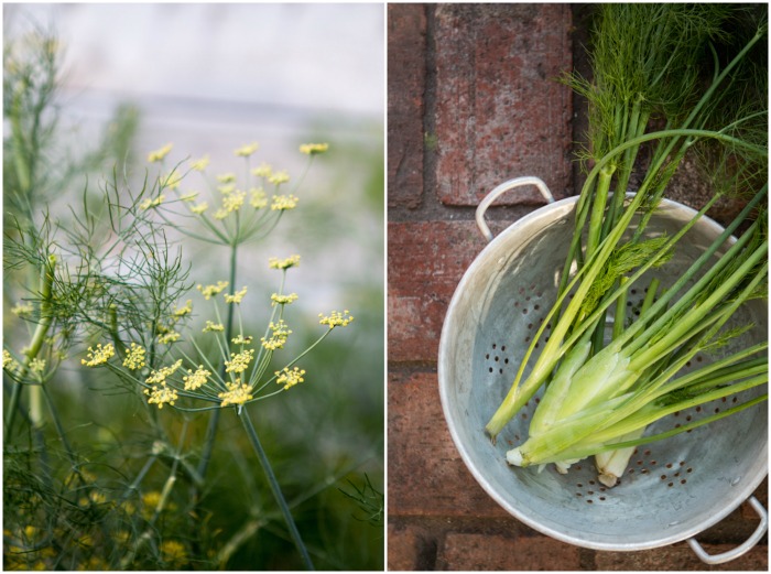 Wild Mushroom Soup + Fennel Salsa